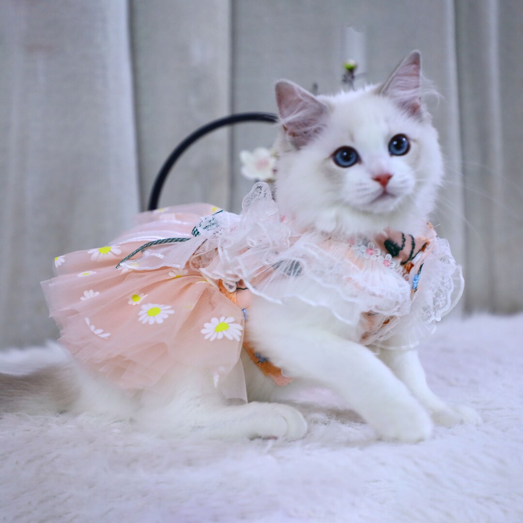 Oasis cat and dog dress hotsell