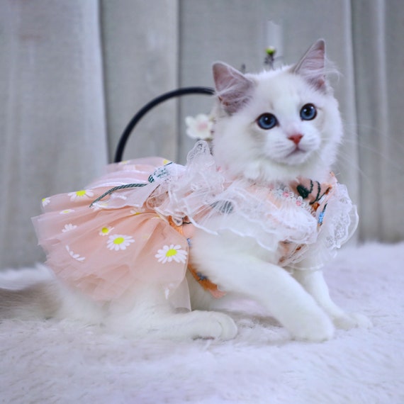 dresses for cats