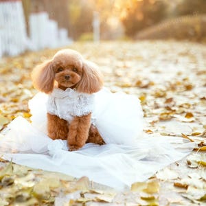 Benutzerdefinierte Hundehochzeitskleid, Hundebraut-Brautjungfer-Kostüm, weißes Tutu-Kleid für große Hunde und Katzen, Prinzessin Geburtstags-Hundekleid-Haustier-Kleidung