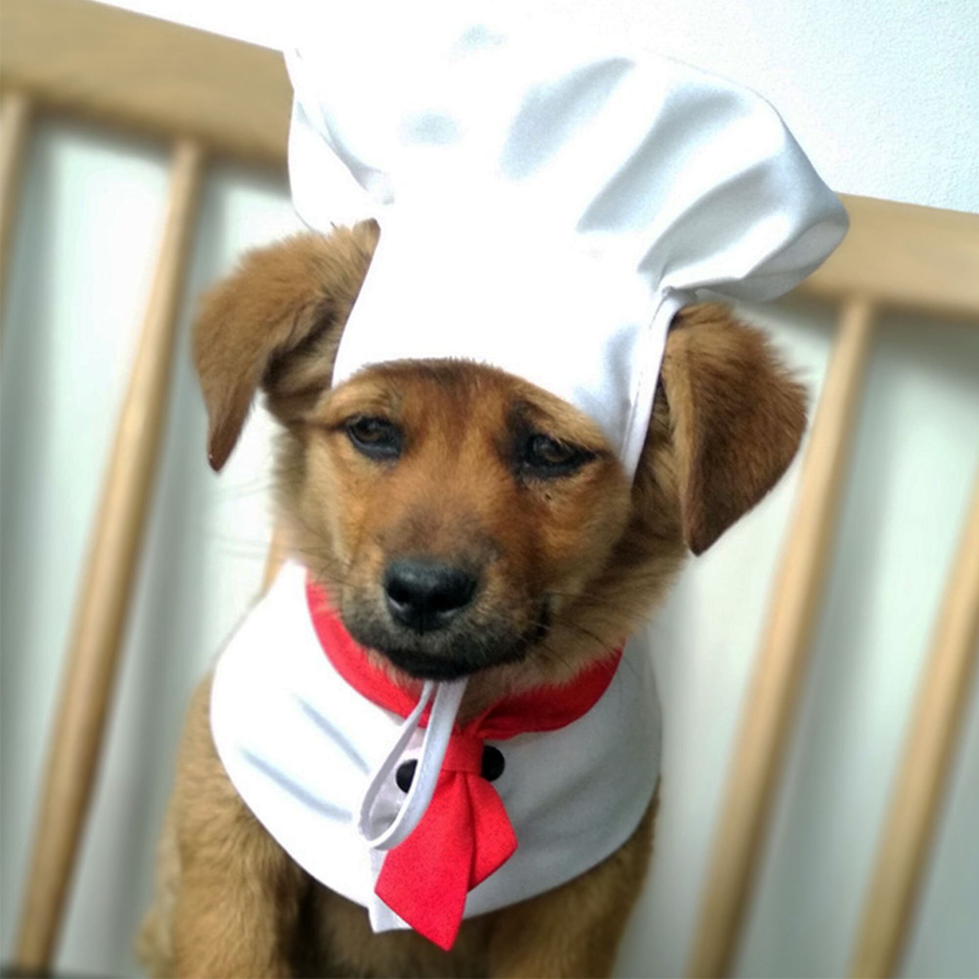 Dog chef deals coat