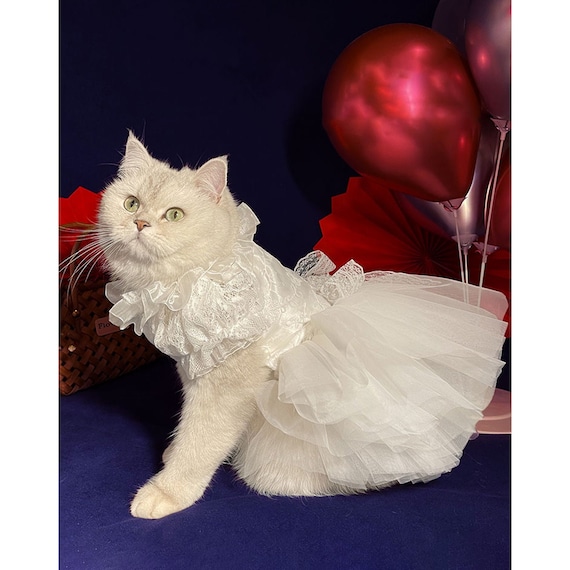 cat wedding dress