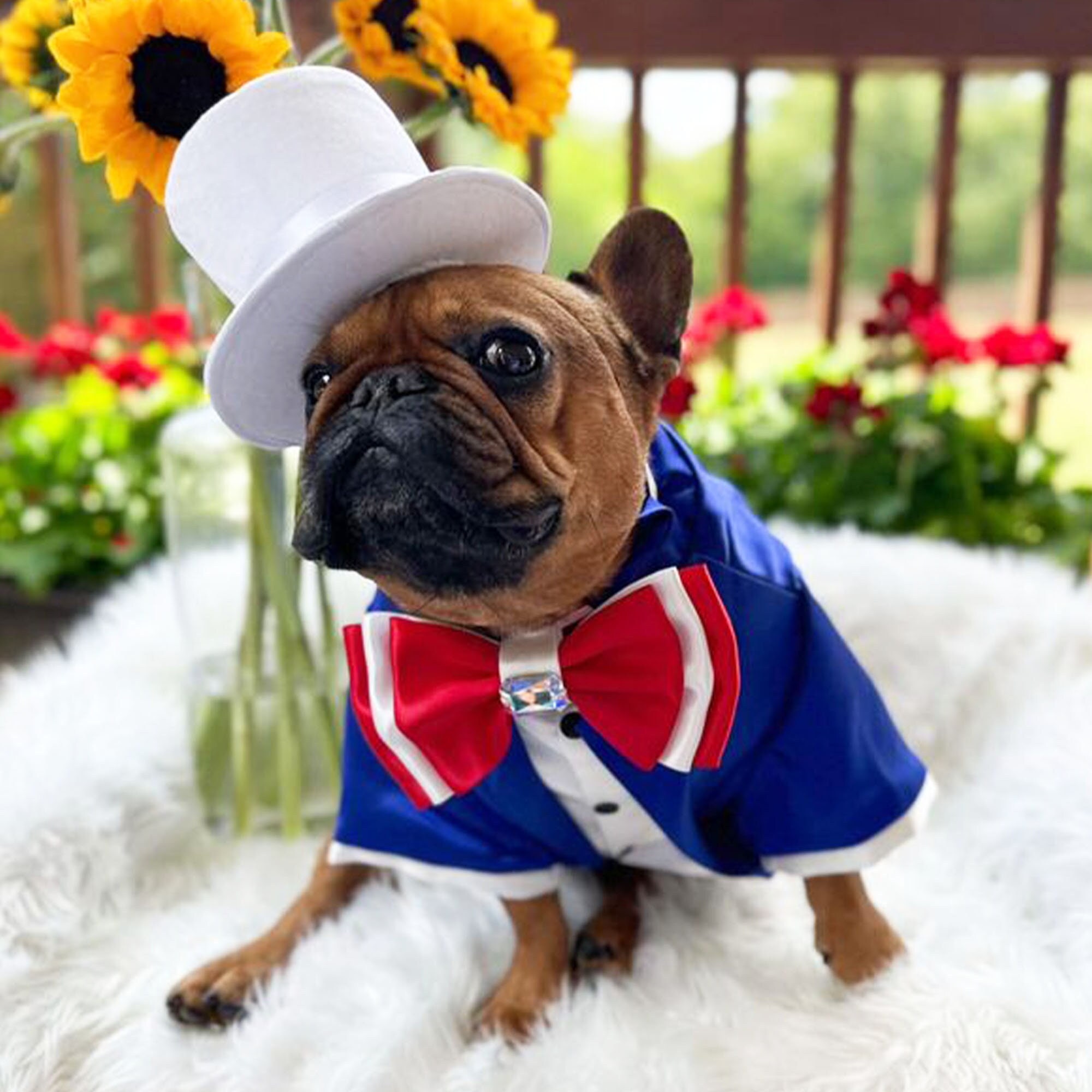 July 4th Dog Costume Etsy