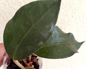 Hoya Verticillata sp Lampung, rooted