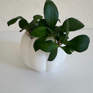 May include: A small, white, pumpkin-shaped planter with vertical ridges containing a lush, green Hoya plant. The plant features thick, waxy, dark green leaves that extend outward from the center of the rounded, matte-finish ceramic container.
