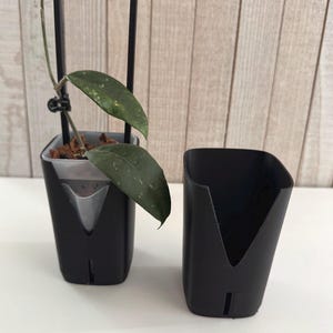 May include: Two square black plastic self-watering planters with a V-shaped cutout on the front. One planter contains a Hoya plant with two green leaves and a black U-shaped trellis support, while the other planter is empty and stands alone.