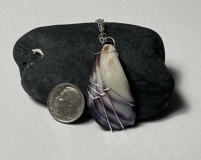 La palourde Quahog : une délicieuse friandise de la mer