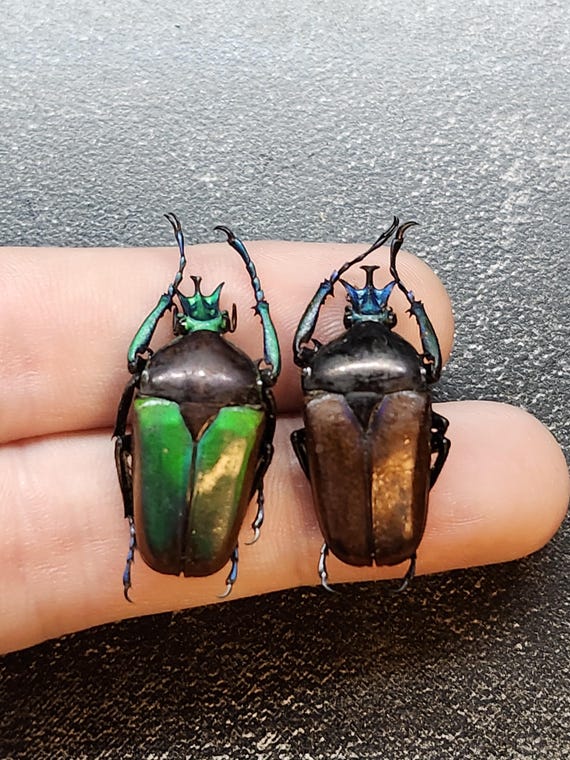 Tanzania Brown/green Flower Scarab Beetle Neptunides Polychrous