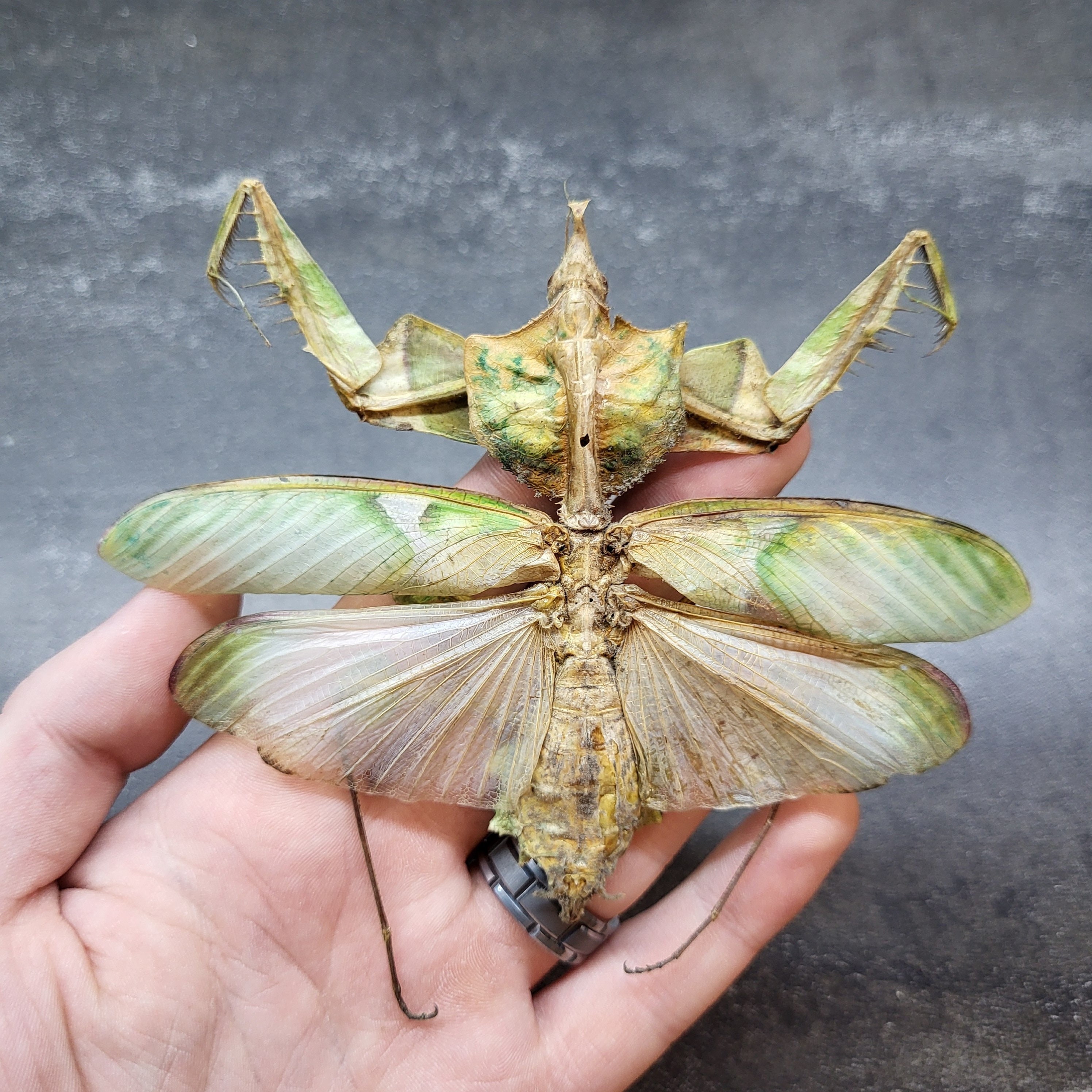 RARE: Devils Flower Mantis Unspread Idolomantis Diabolica Leaf