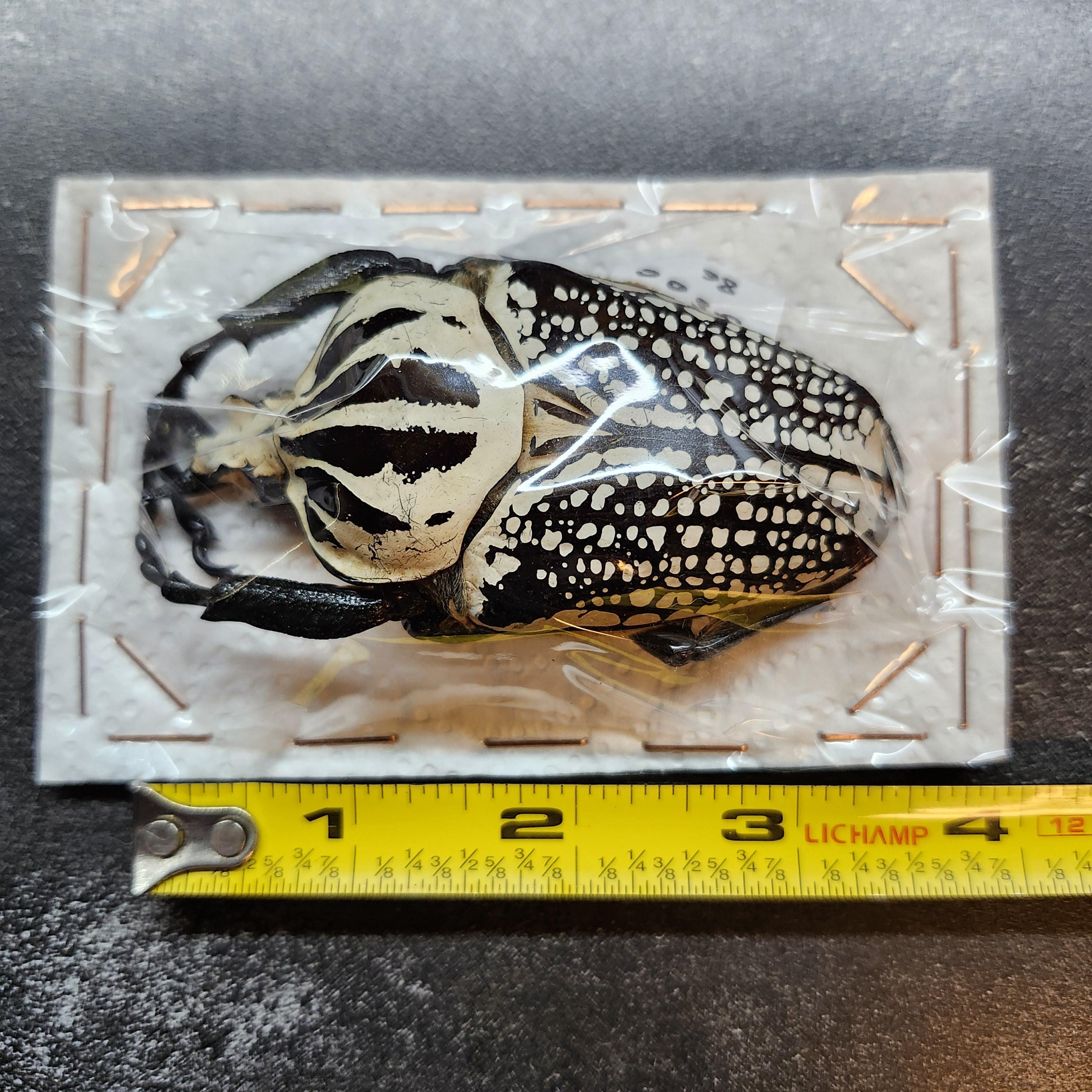 Real Goliath Beetle Dried Insect Specimen Huge 86mm Goliathus