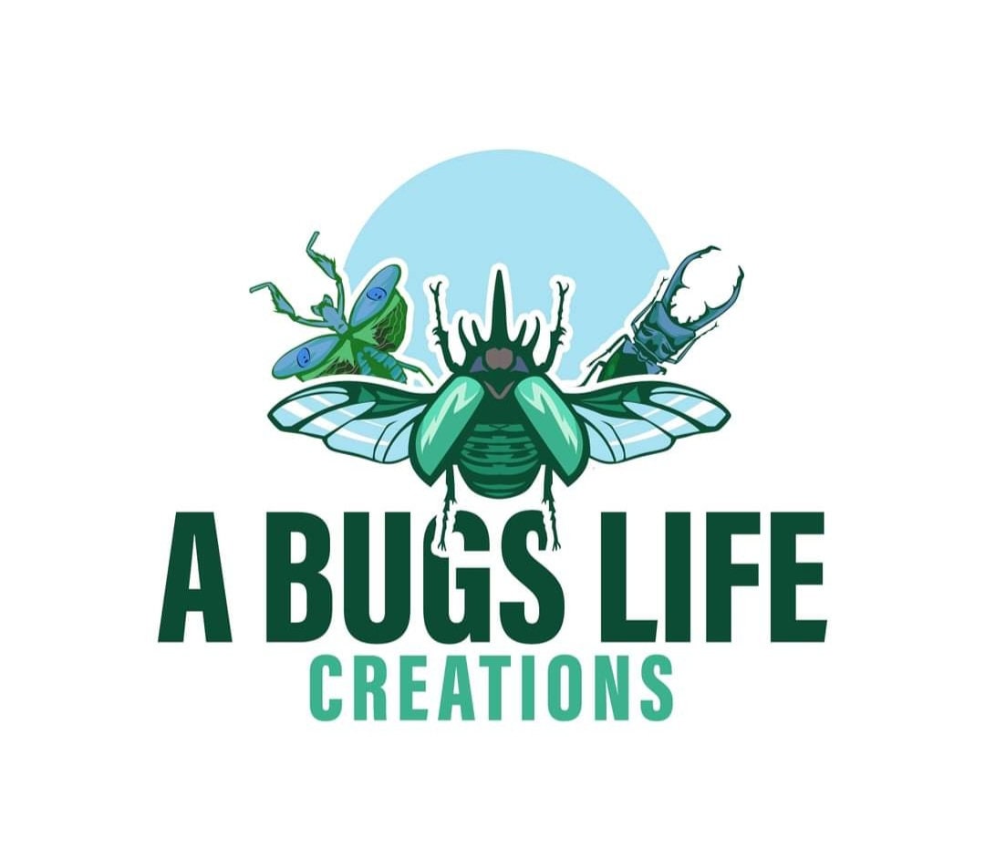 Large Batwing Cicada Shadowbox Display Frame Decor Spread Beautiful ...