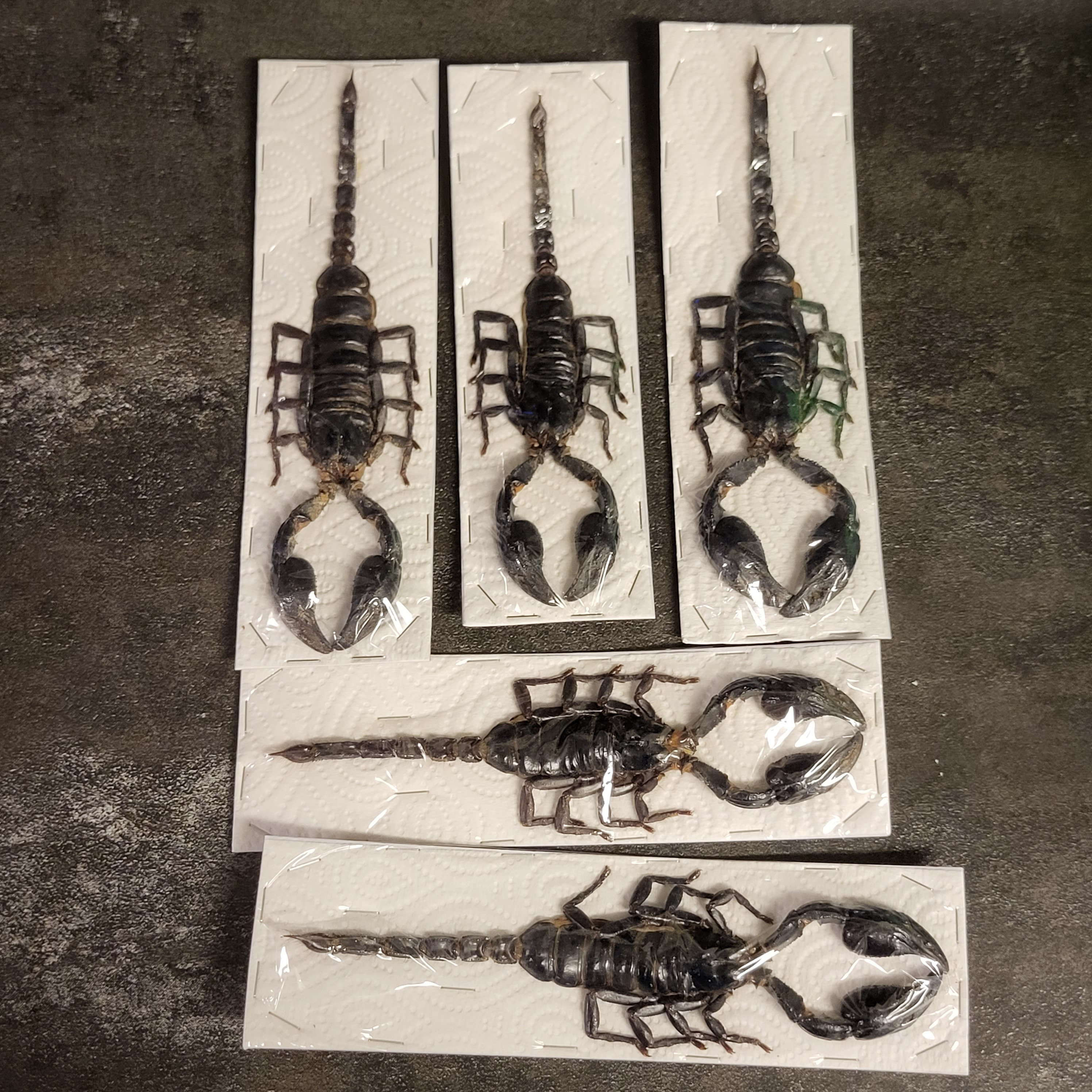 【美品】97 Scorpion niumXT il_fullxfull.5400533279_tnpa.jpg