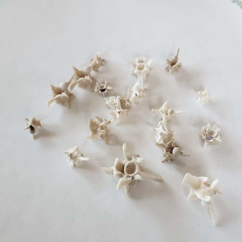 May include: A collection of small, off-white animal vertebrae scattered on a white surface. The bones have intricate, spiky structures and varying sizes, suggesting a natural history or anatomical theme.