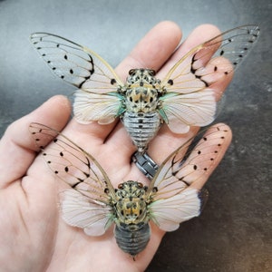 Cicada Open Wings - Etsy