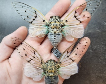 Beautiful Quality (1) True Ghost Cicada A1 Ayuthia Spectabiles Real Insect Bug Taxidermy Craft-Ready Specimen Art Spread