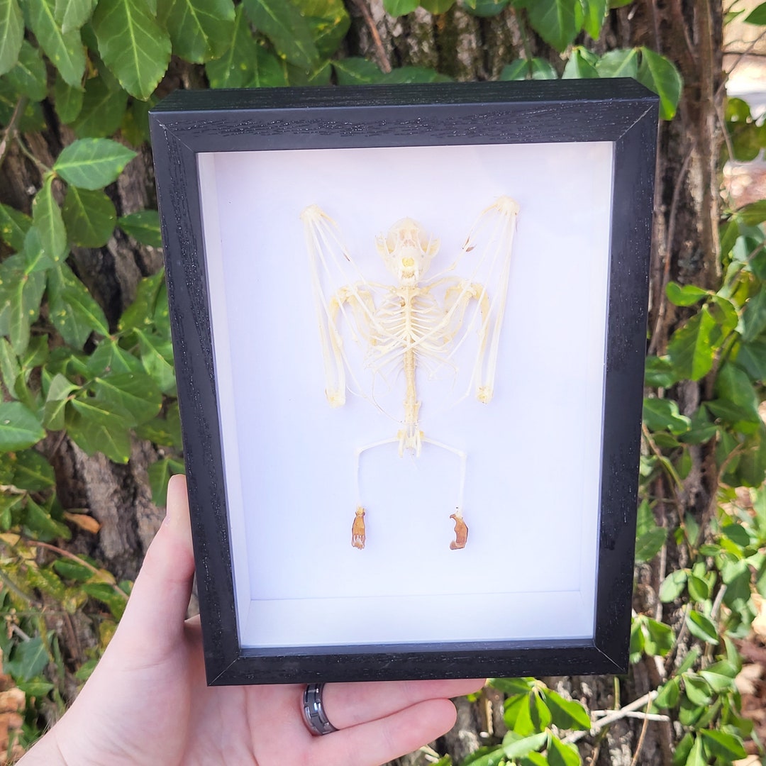 Real Articulated Hanging Bat Skeleton Framed Shadowbox Display Etsy
