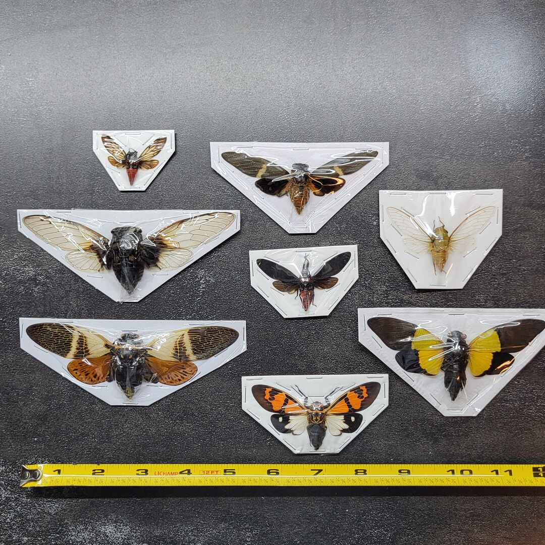 SPECIAL: Cicada Collection Lot Bundle Deal Spread Real Insect Bug ...