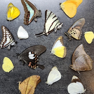 Wholesale Tropical Exotic Butterfly Dried Insect Specimen lot A/A- Closed Wings Unmounted Papered Butterflies for Crafts Practice Pinning