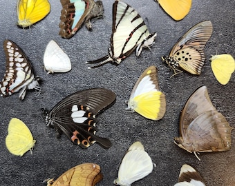 Wholesale Tropical Exotic Butterfly Dried Insect Specimen lot A/A- Closed Wings Unmounted Papered Butterflies for Crafts Practice Pinning