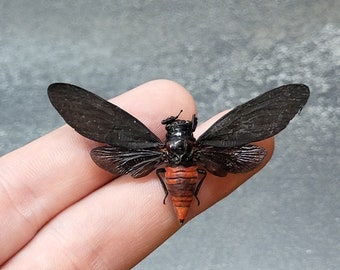 May include: A detailed macro shot of a cicada insect. The insect has black wings, a black head, and a reddish-brown abdomen with orange stripes. The cicada is resting on a finger, showcasing its intricate details.