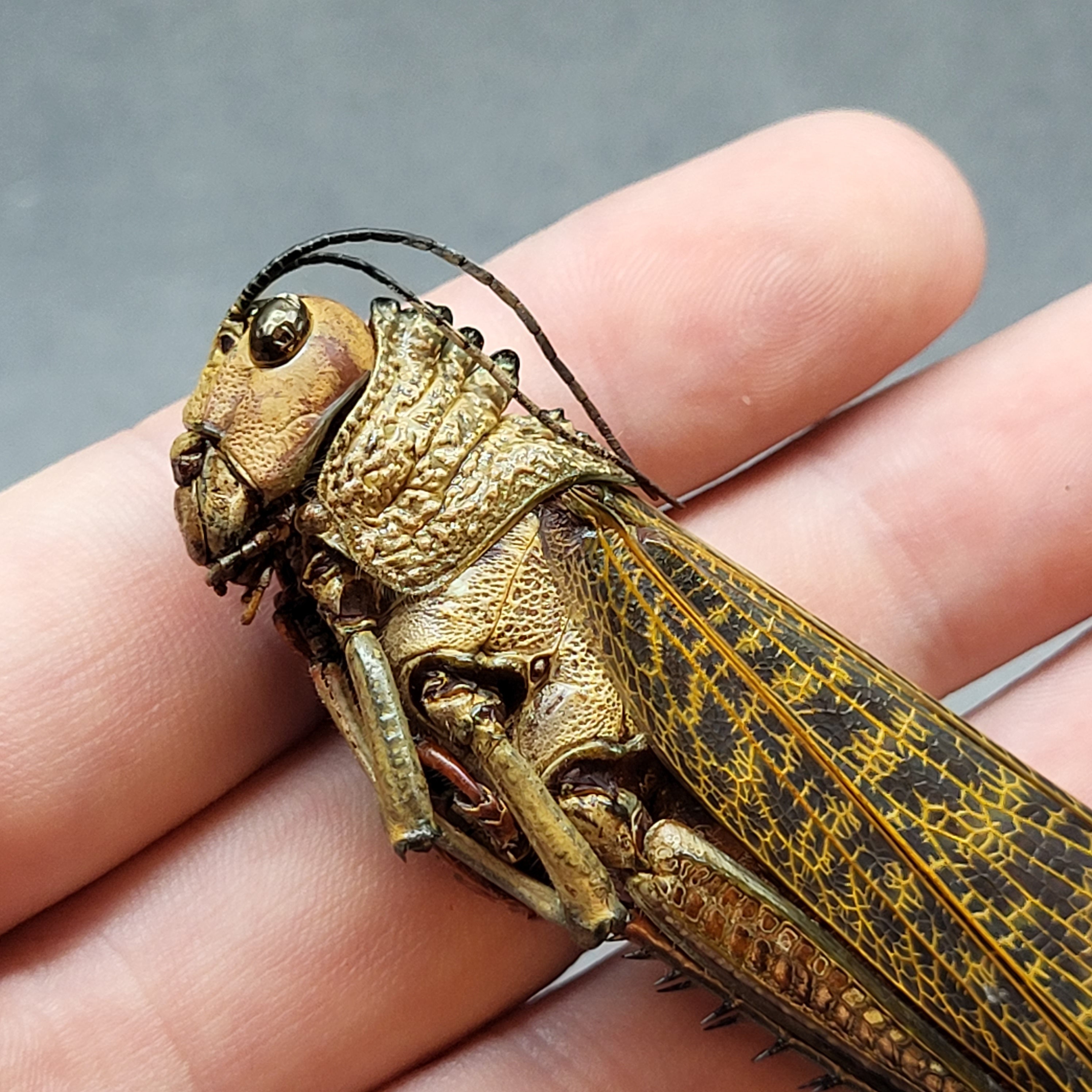 World's Biggest Grasshopper Big Huge Real Insect Bug Taxidermy