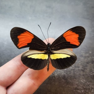 May include: A black and orange butterfly with yellow markings on its wings. The butterfly is perched on a finger.