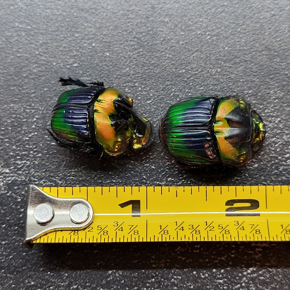 RARE Phanaeus Imperator Metallic Rainbow Dung Scarab Beetle Pair