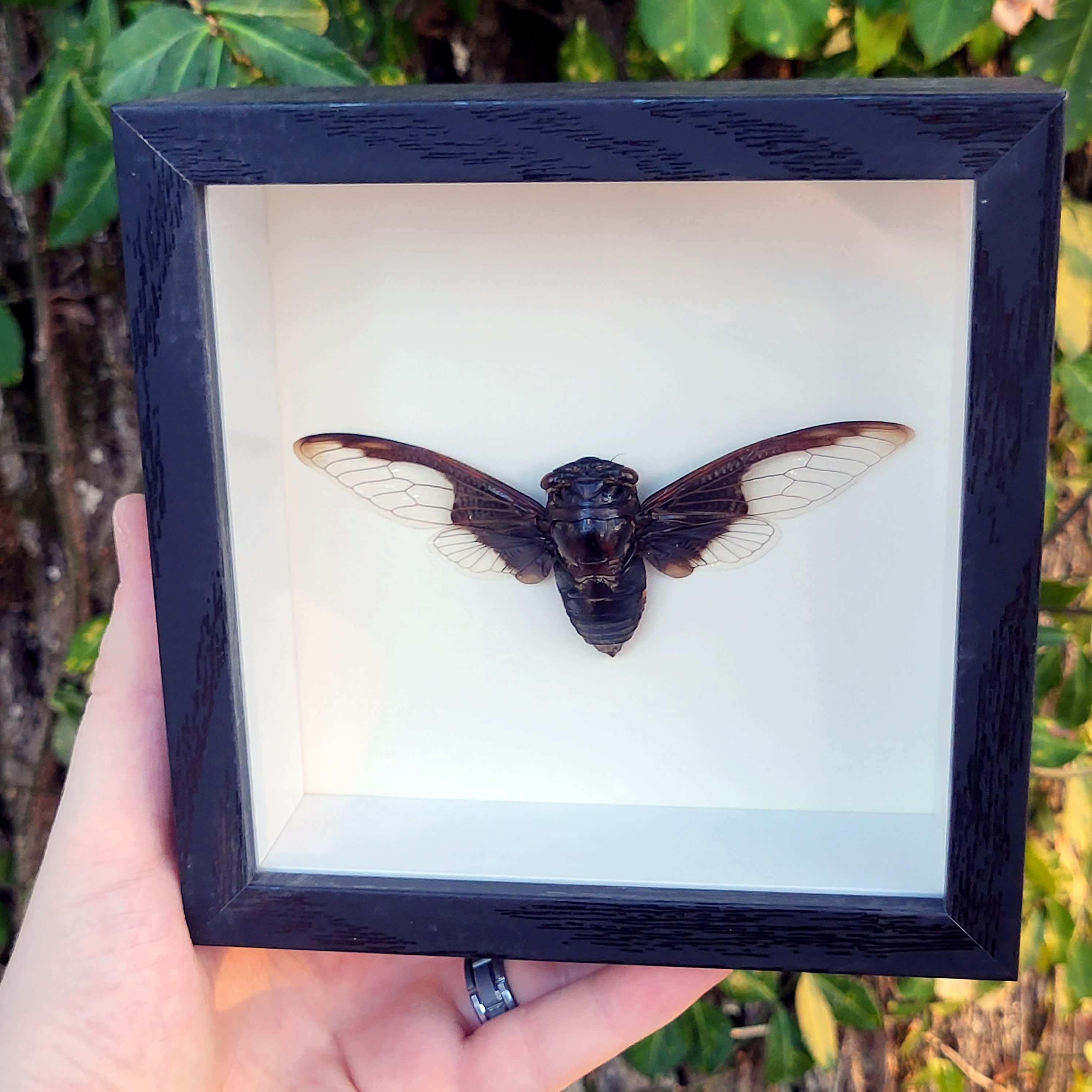 Large Batwing Cicada Shadowbox Display Frame Decor Spread Beautiful ...