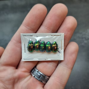 May include: Five iridescent green and copper beetles are displayed on a white card with a clear plastic cover. The beetles are arranged in a row, facing the same direction.