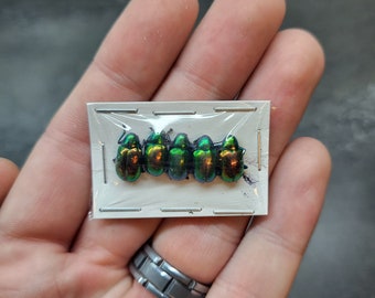 Small Metallic Green Leaf Chafer Beetle (5) Pack Real Insect Bug Taxidermy Craft-Ready Specimen Art Entomology Bulk Unspread