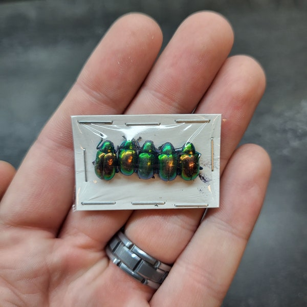 Small Metallic Green Leaf Chafer Beetle (5) Pack Real Insect Bug Taxidermy Craft-Ready Specimen Art Entomology Bulk Unspread