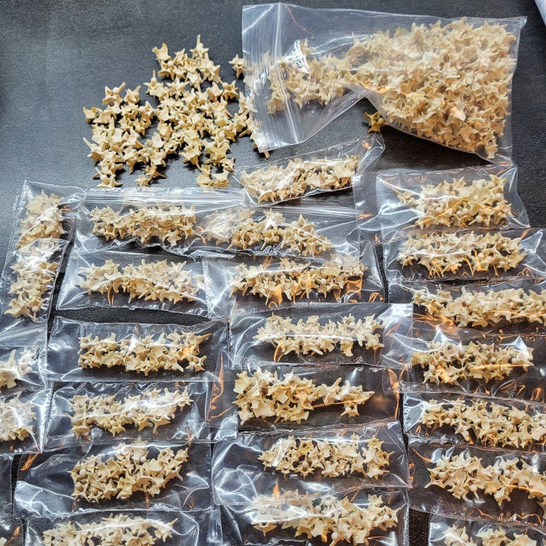May include: A collection of small, beige, bone-like objects, some loose and others packaged in clear plastic bags. The objects appear to be vertebrae, with multiple bags arranged on a dark surface.