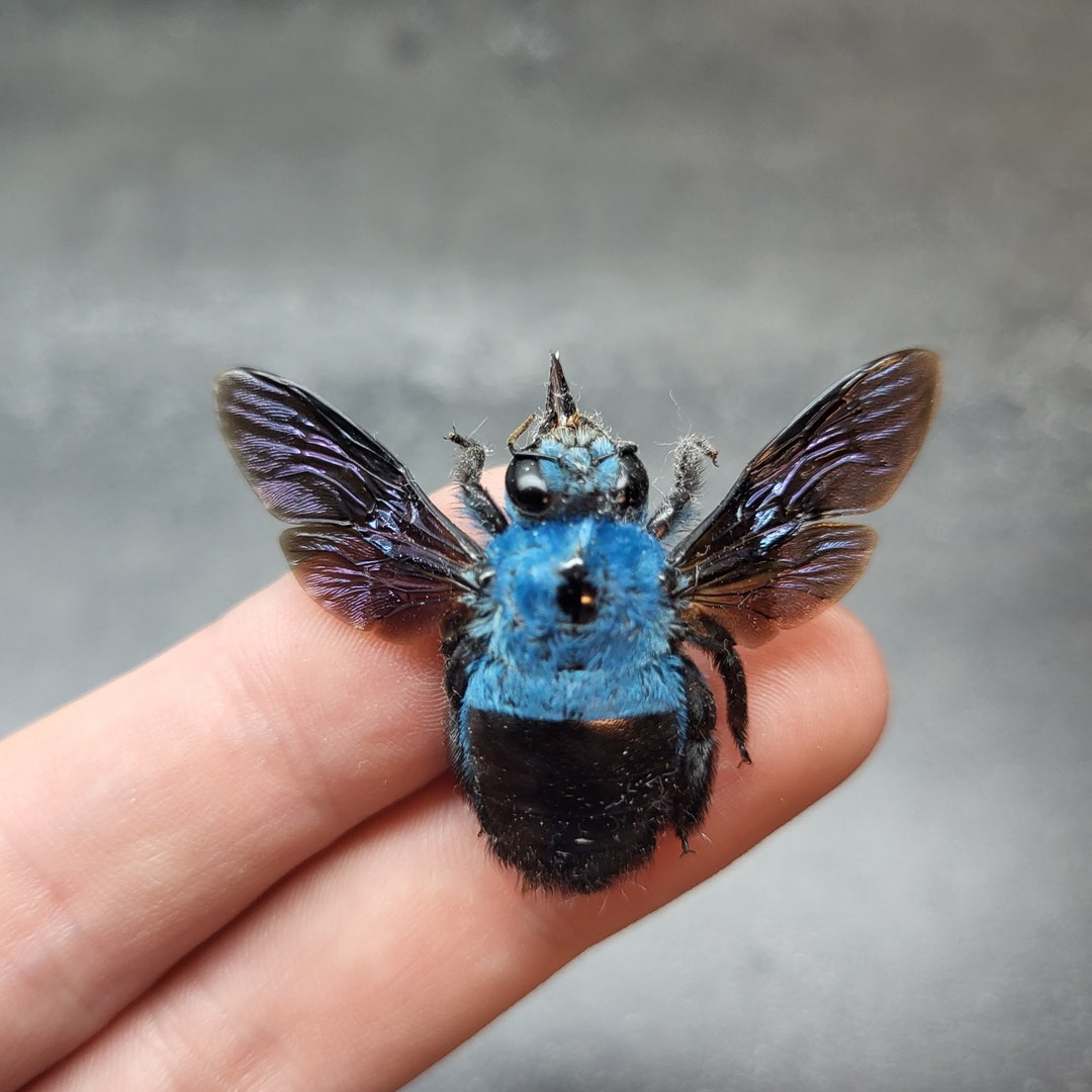 Beautiful XL Blue Carpenter Bee SPREAD Xylocopa Caerulea Real Insect ...