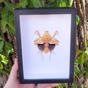 May include: A framed insect specimen of a brown and black mantis with large, round, black eyes. The mantis is mounted on a white background inside a black frame.