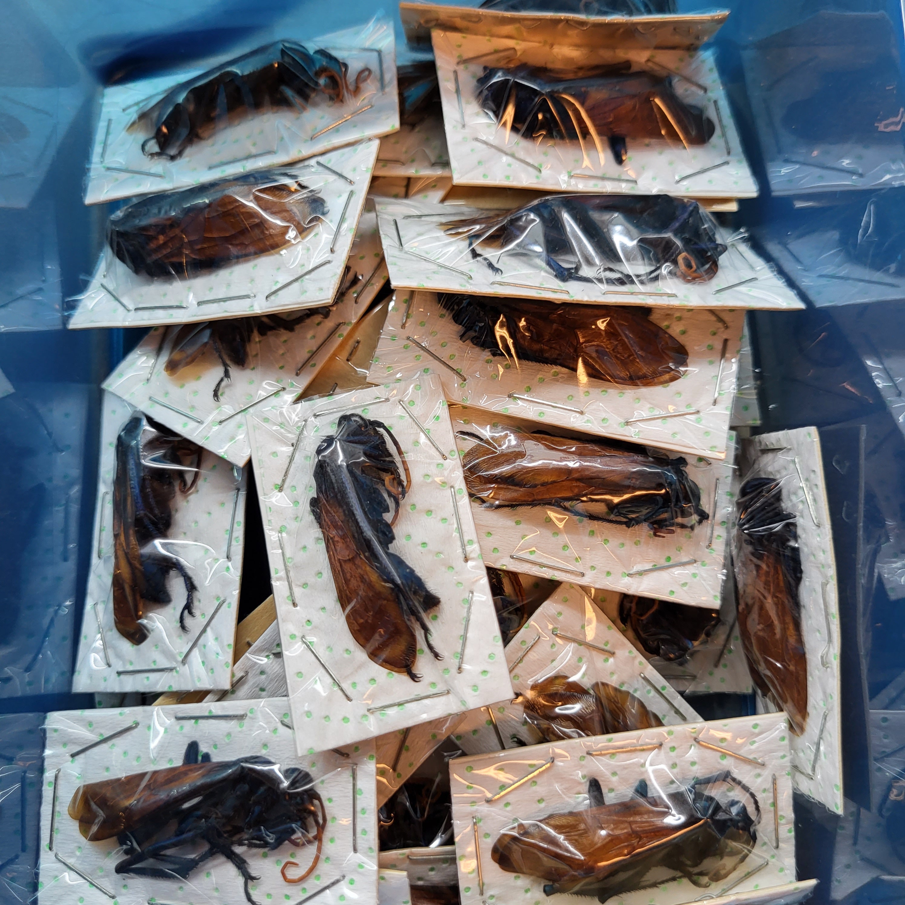 標本 Brazil Pepsis heros 111mm super big Rare Giant Tarantula Hawk Wasp Framed Taxidermy - Pepsis