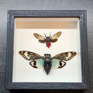 May include: A framed display featuring two cicada insects. The top cicada has clear wings with black veins and a red body. The bottom cicada has clear wings with black veins and a blue and black body.