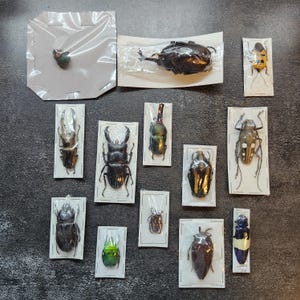 May include: A collection of preserved beetles, each encased in a clear plastic sleeve and mounted on a white card. The beetles vary in size, color, and shape, with some displaying iridescent hues and intricate patterns. The arrangement includes various species.