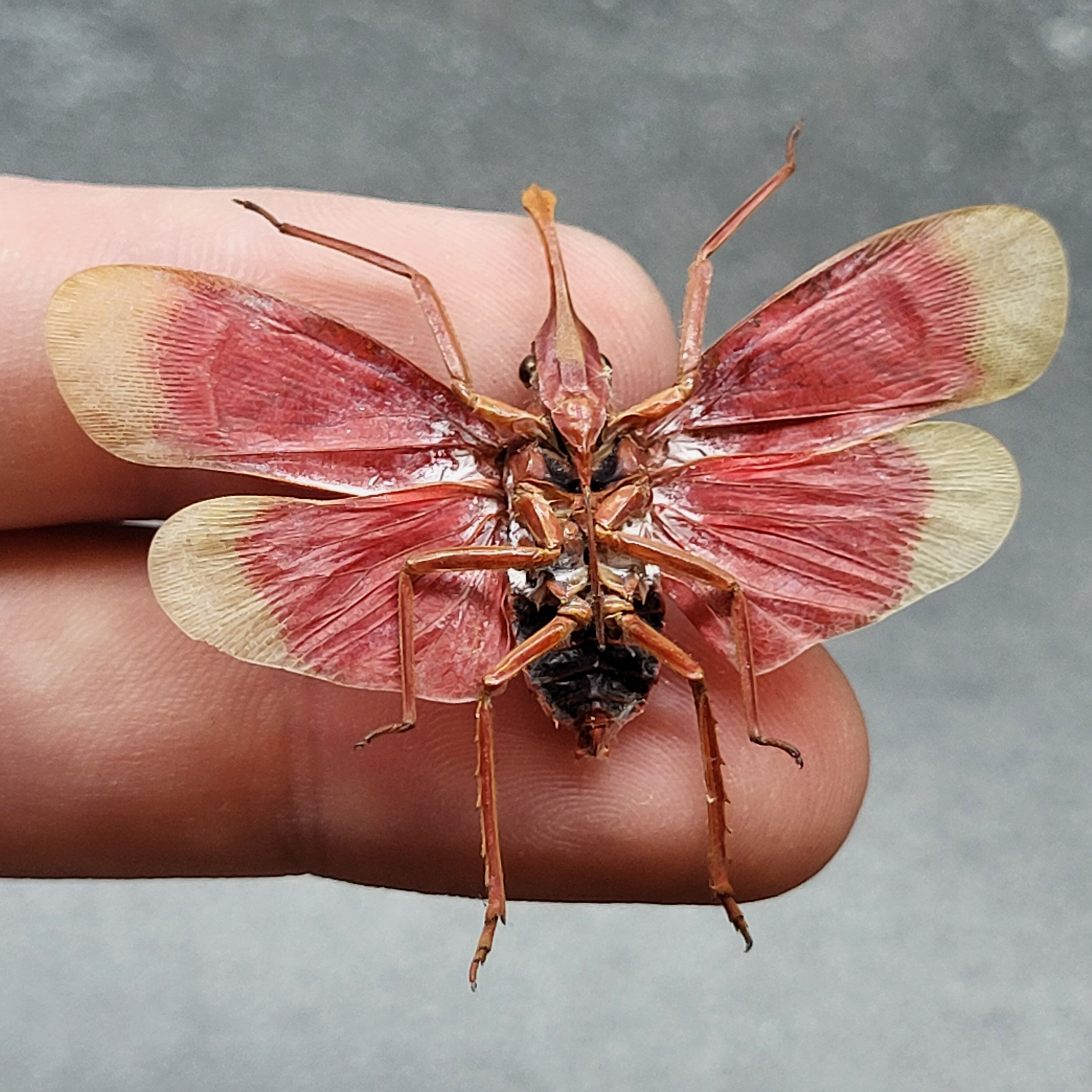 Ruby Red Plant Hopper Lantern Fly Real Insect Bug Taxidermy Craft-ready ...