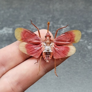 May include: A close-up of a red and yellow insect with outstretched wings. The insect has a long, slender proboscis and intricate wing patterns. The wings are primarily red with yellow tips. The insect is resting on a finger.