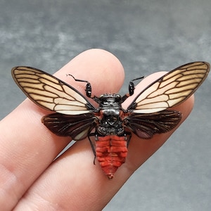 May include: A large, black and red cicada with translucent, cream-colored wings. The cicada is perched on a finger.