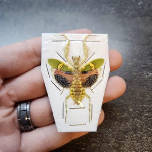 May include: A preserved insect specimen, likely a praying mantis, pinned to a white card. The insect has a yellow and brown body with green and red wings, and black patterned wing tips. The specimen is held by a hand.