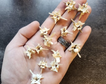 Real XXL Large Snake Vertebrae (1) pc Natural Rattlesnake Bone Beads for Body Jewelry Cleaned Taxidermy Craft-Ready Art Oddity Curiosity