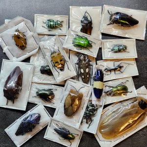 May include: A collection of various preserved insects, including beetles, displayed in individual clear plastic packaging. The insects exhibit a range of colors, including green, brown, black, and yellow. The arrangement is on a dark surface.