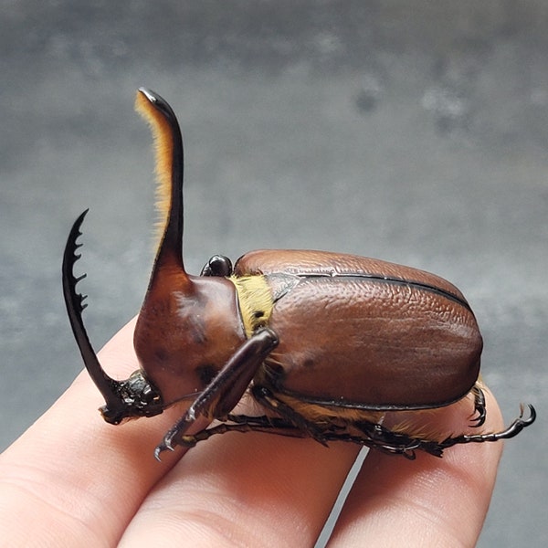 Golofa Horn Unicorn Beetle Big Real Insect Bug Taxidermy Craft-Ready Specimen Art Entomology Unusual Oddity