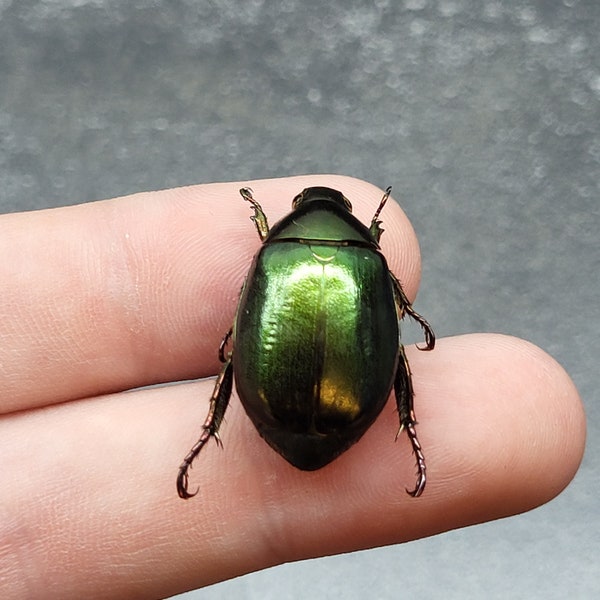 Shining Leaf Green Chafer Beetle Real Insect Bug Taxidermy Craft-Ready Specimen Art Entomology Educational Gift Small Metallic Green