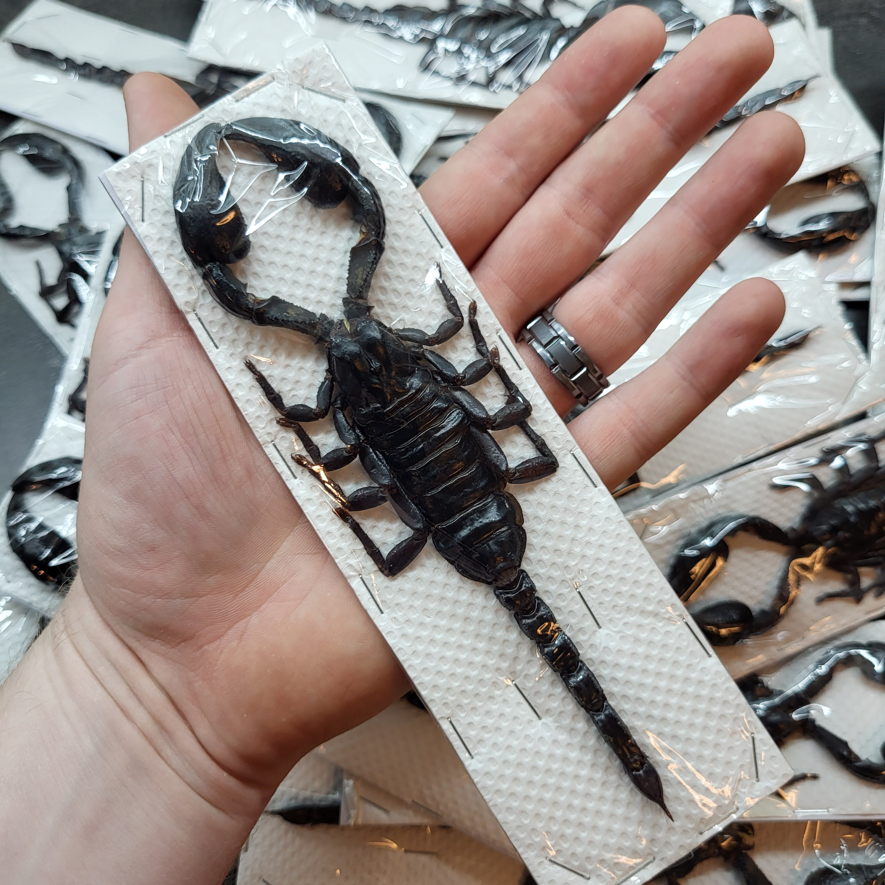 SPECIAL: (5) Pack Large Black Desert Scorpion Big Real Insect Bug