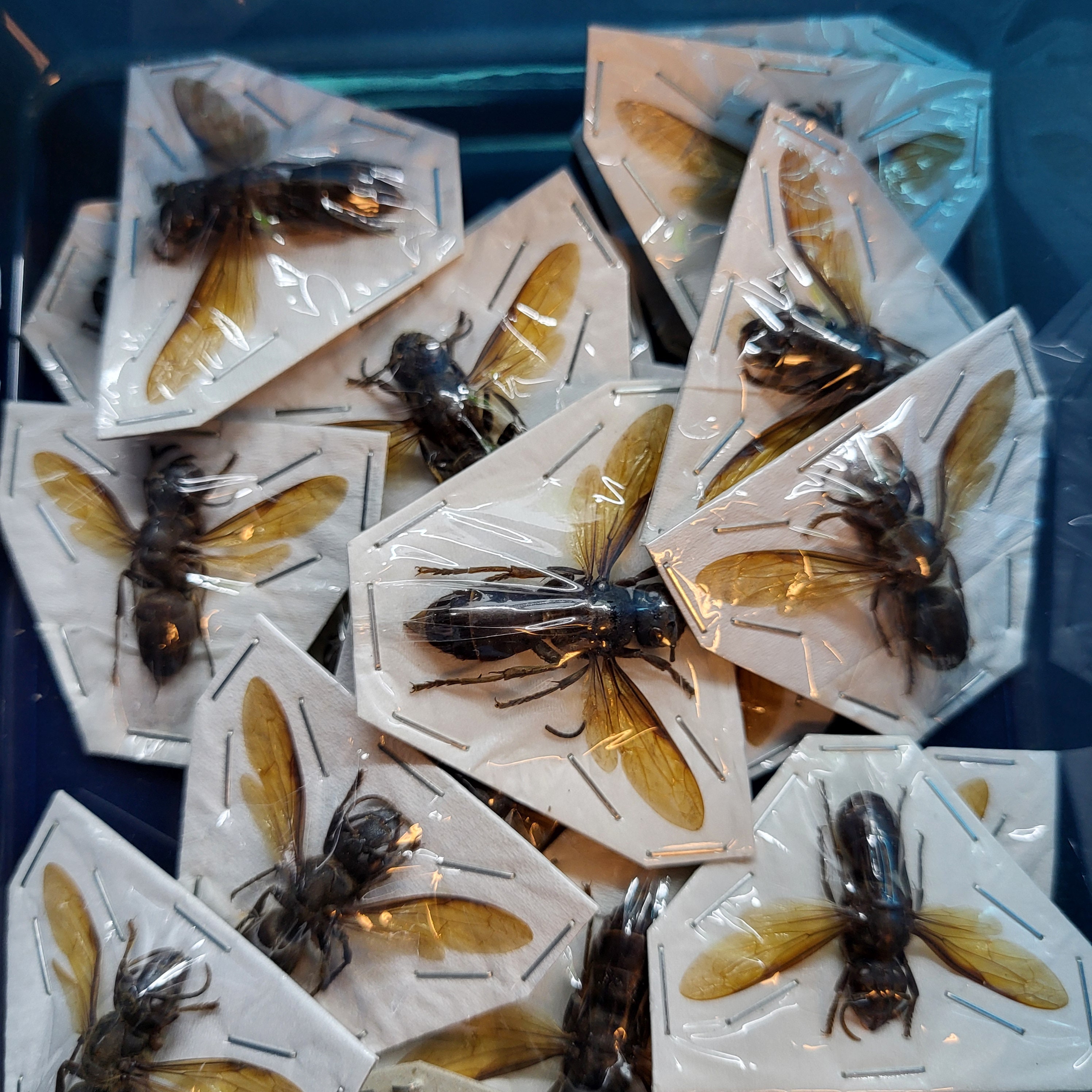Rare: (1) Yellow Vented Hornet Vespa Analis Big Spread Real Insect