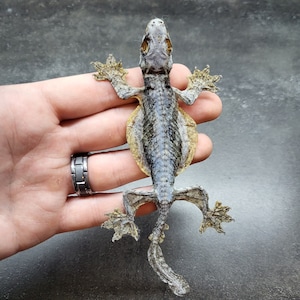 May include: A gray and brown gecko with a long tail and large, webbed feet. The gecko is perched on a hand, with its body facing the camera.