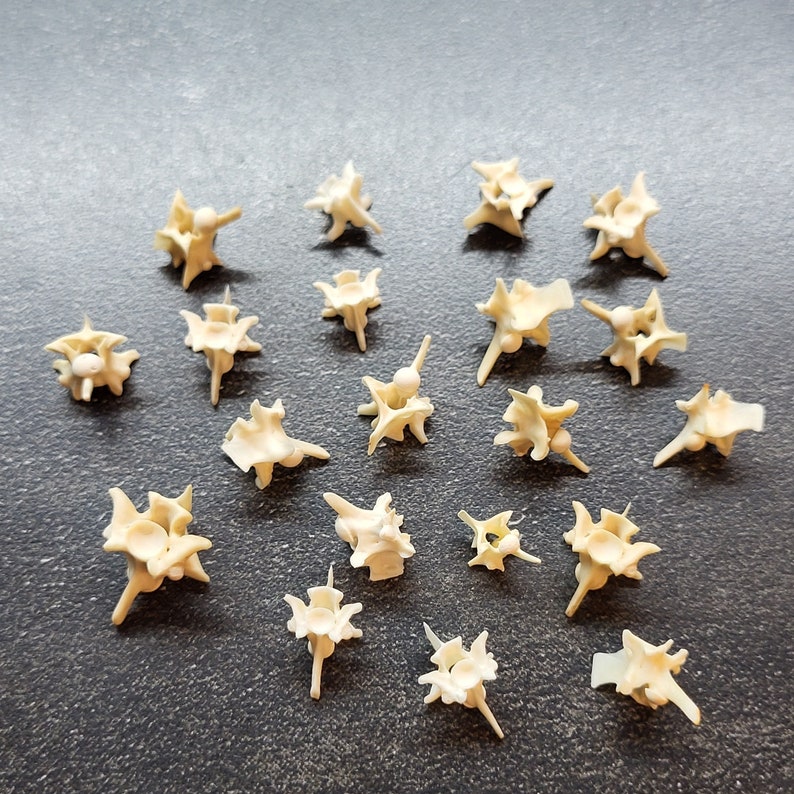 May include: A collection of small, off-white animal vertebrae, arranged on a dark gray surface. The bones have intricate, spiky structures, and are likely from a small animal. The arrangement is scattered, with each bone clearly visible.