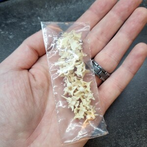 May include: A clear plastic bag filled with small, off-white animal vertebrae. The bones are clustered together, and the bag is held in a hand. The background is a dark, textured surface.