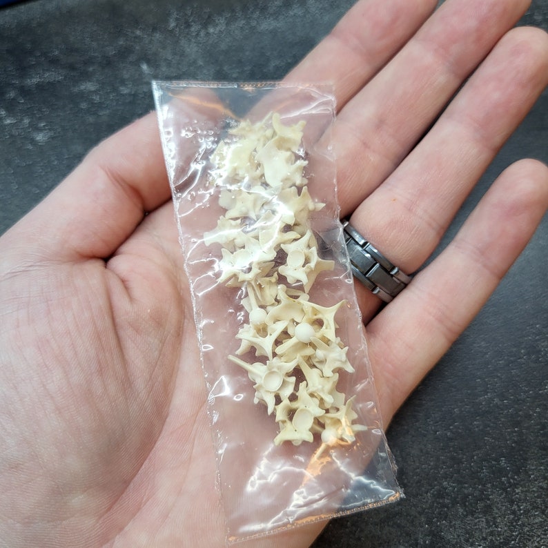 May include: A clear plastic bag filled with small, off-white animal vertebrae. The bones are clustered together, and the bag is held in a hand. The background is a dark, textured surface.